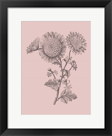 Framed Small Anemone Blush Pink Flower Print