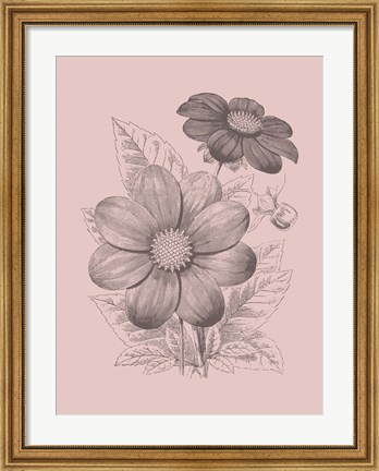 Framed Dahlias Blush Pink Flower Print