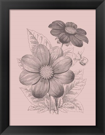 Framed Dahlias Blush Pink Flower Print