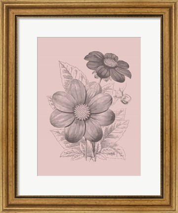 Framed Dahlias Blush Pink Flower Print