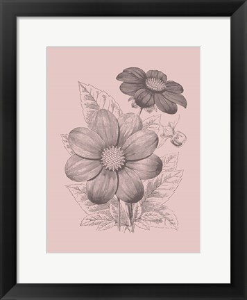 Framed Dahlias Blush Pink Flower Print