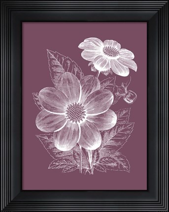 Framed Dahlias Purple Flower Print