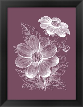 Framed Dahlias Purple Flower Print