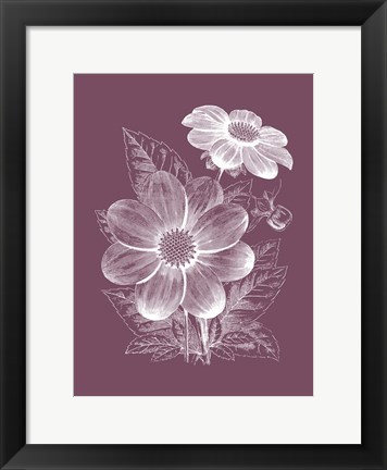 Framed Dahlias Purple Flower Print