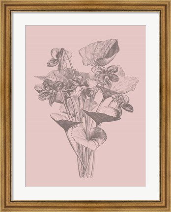 Framed Viola Cucullate Blush Pink Flower Print