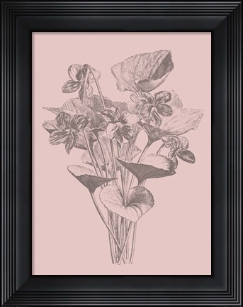 Framed Viola Cucullate Blush Pink Flower Print