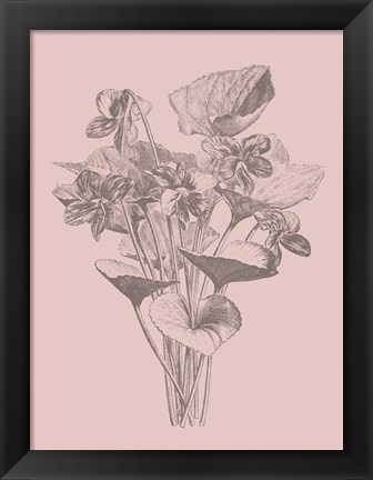 Framed Viola Cucullate Blush Pink Flower Print