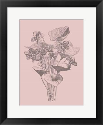 Framed Viola Cucullate Blush Pink Flower Print