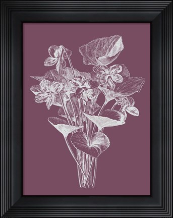 Framed Viola Cucullate Purple Flower Print