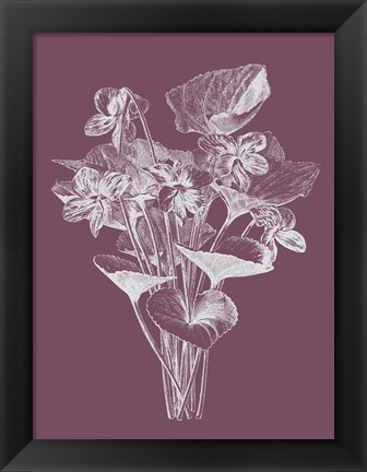 Framed Viola Cucullate Purple Flower Print