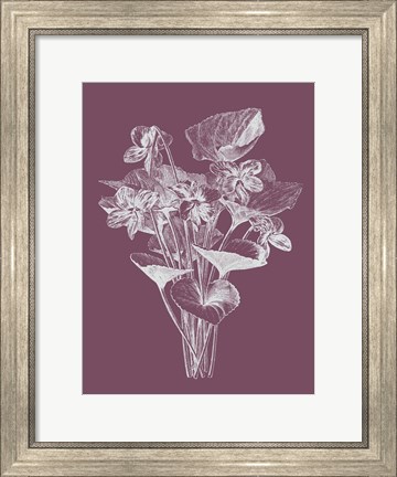 Framed Viola Cucullate Purple Flower Print