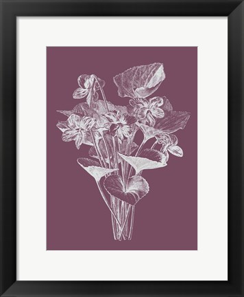 Framed Viola Cucullate Purple Flower Print