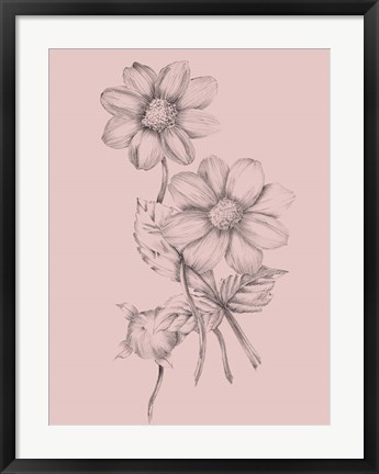 Framed Blush Pink Flower Sketch Print