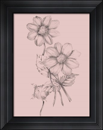 Framed Blush Pink Flower Sketch Print