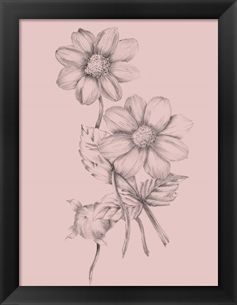 Framed Blush Pink Flower Sketch Print