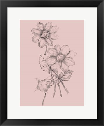 Framed Blush Pink Flower Sketch Print