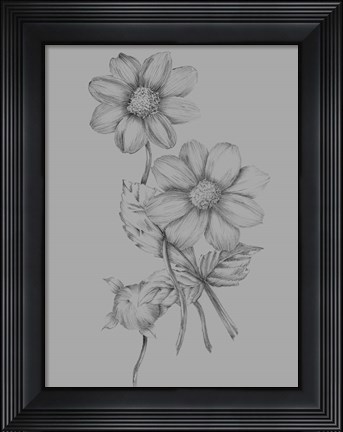 Framed Flower Sketch Print
