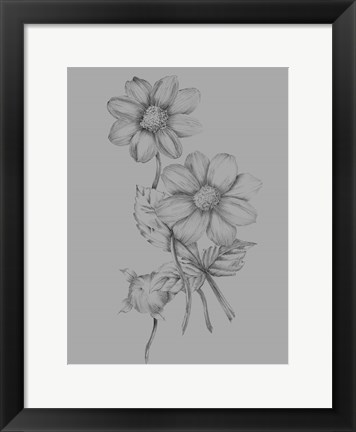Framed Flower Sketch Print