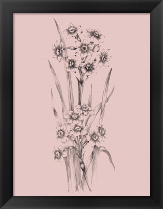 Framed Blush Pink Flower Sketch I Print