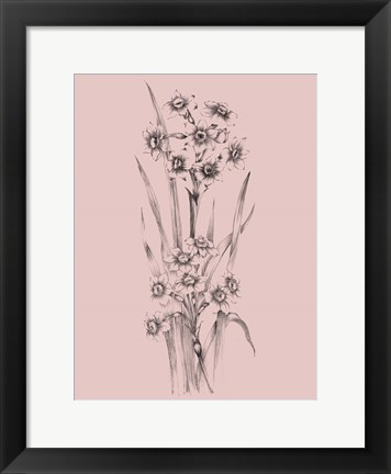 Framed Blush Pink Flower Sketch I Print