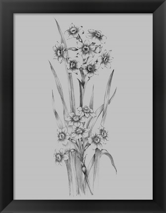 Framed Flower Sketch I Print