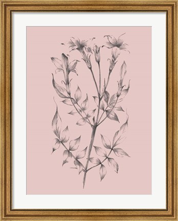 Framed Blush Pink Flower Sketch II Print