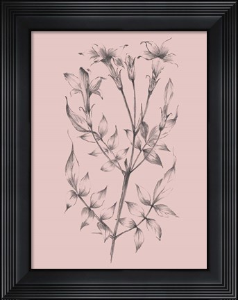Framed Blush Pink Flower Sketch II Print