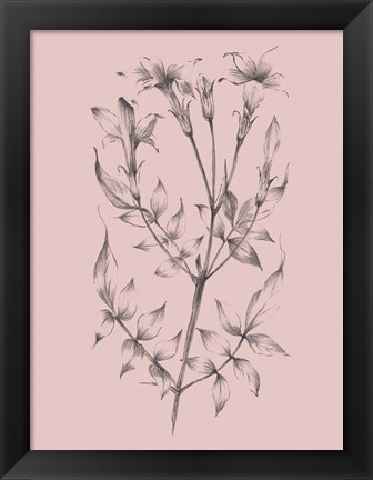 Framed Blush Pink Flower Sketch II Print