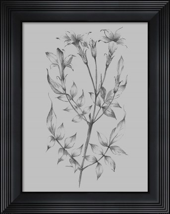 Framed Flower Sketch II Print