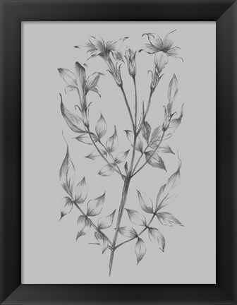 Framed Flower Sketch II Print