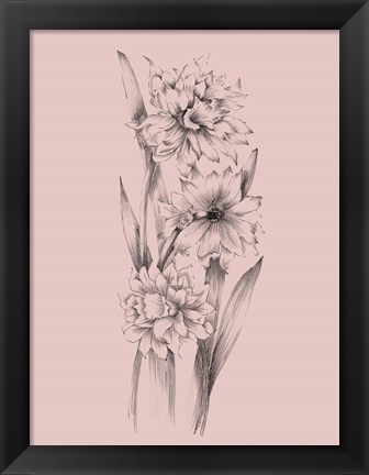 Framed Blush Pink Flower Sketch III Print