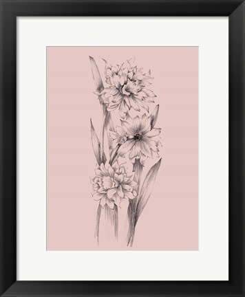 Framed Blush Pink Flower Sketch III Print