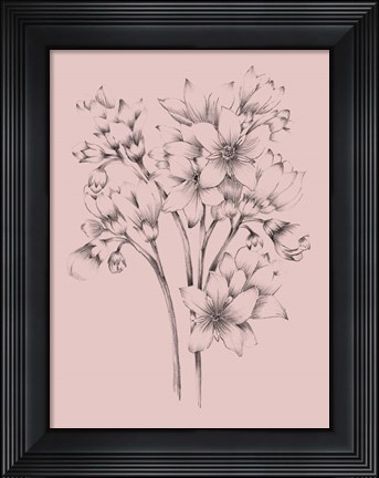 Framed Blush Pink Flower Drawing Print