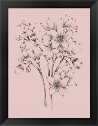 Framed Blush Pink Flower Drawing Print