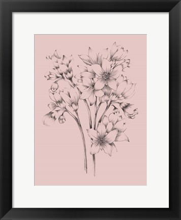 Framed Blush Pink Flower Drawing Print