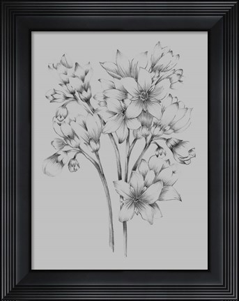 Framed Flower Drawing Print