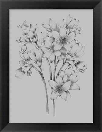 Framed Flower Drawing Print