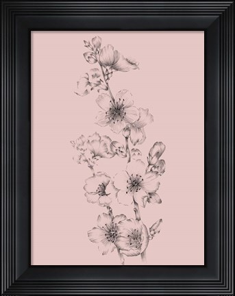 Framed Blush Pink Flower Drawing I Print