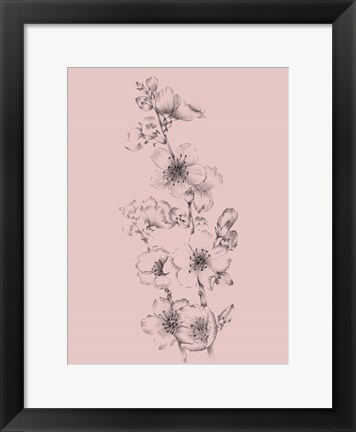Framed Blush Pink Flower Drawing I Print