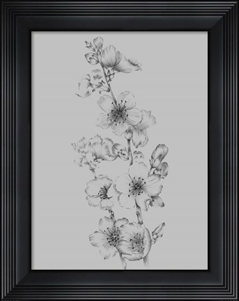 Framed Flower Drawing I Print