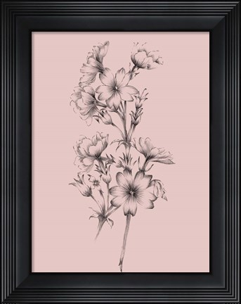 Framed Blush Pink Flower Drawing II Print