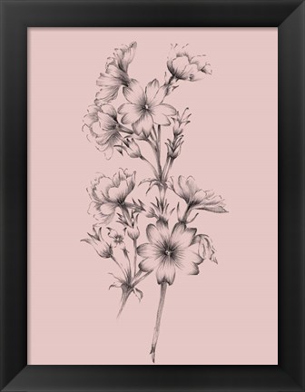 Framed Blush Pink Flower Drawing II Print