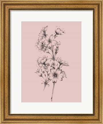 Framed Blush Pink Flower Drawing II Print