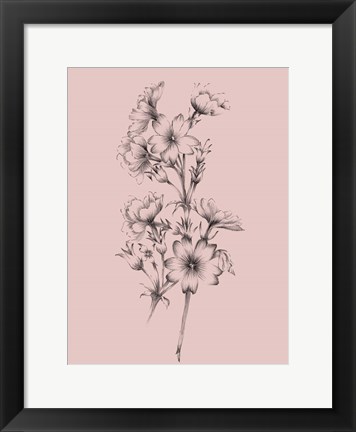 Framed Blush Pink Flower Drawing II Print