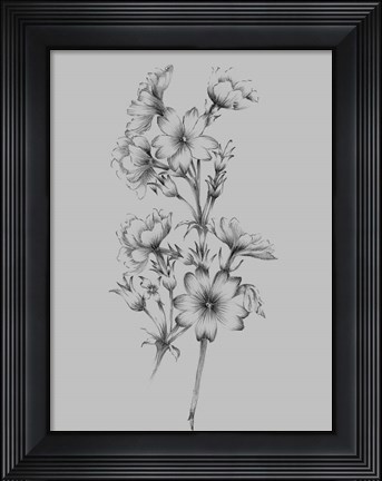 Framed Flower Drawing II Print