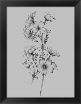 Framed Flower Drawing II Print