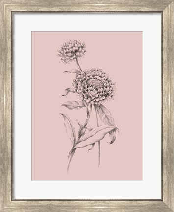 Framed Blush Pink Flower Drawing III Print
