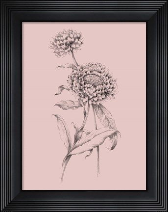 Framed Blush Pink Flower Drawing III Print