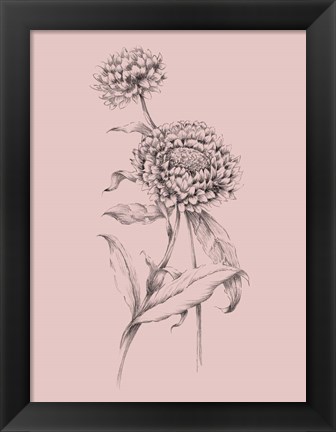 Framed Blush Pink Flower Drawing III Print