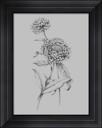 Framed Flower Drawing III Print